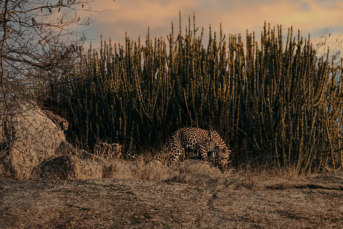 Leopards on granite, Jawai, Rajasthan