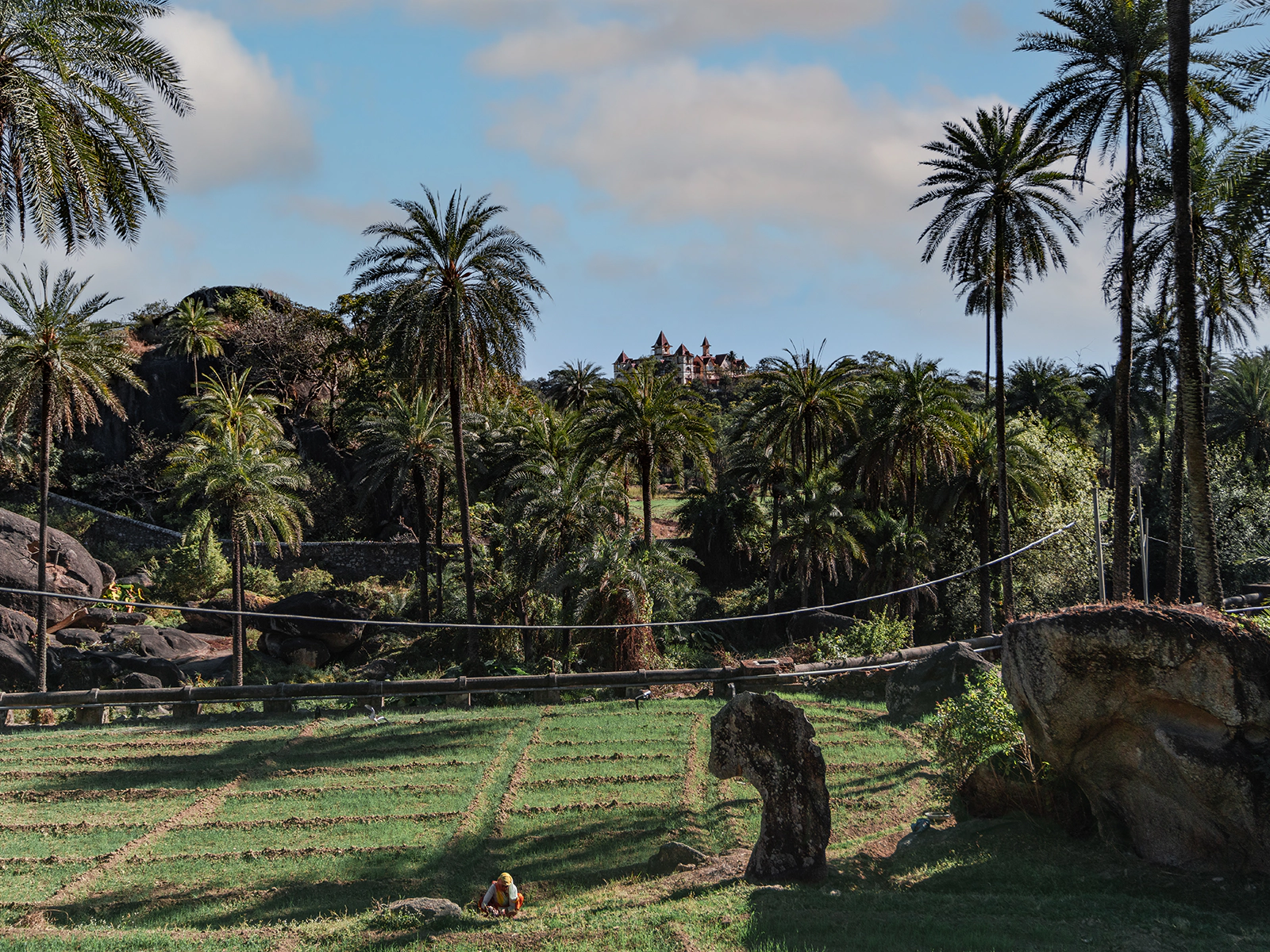 Sloth bears and hill forest, Mount Abu, Rajasthan