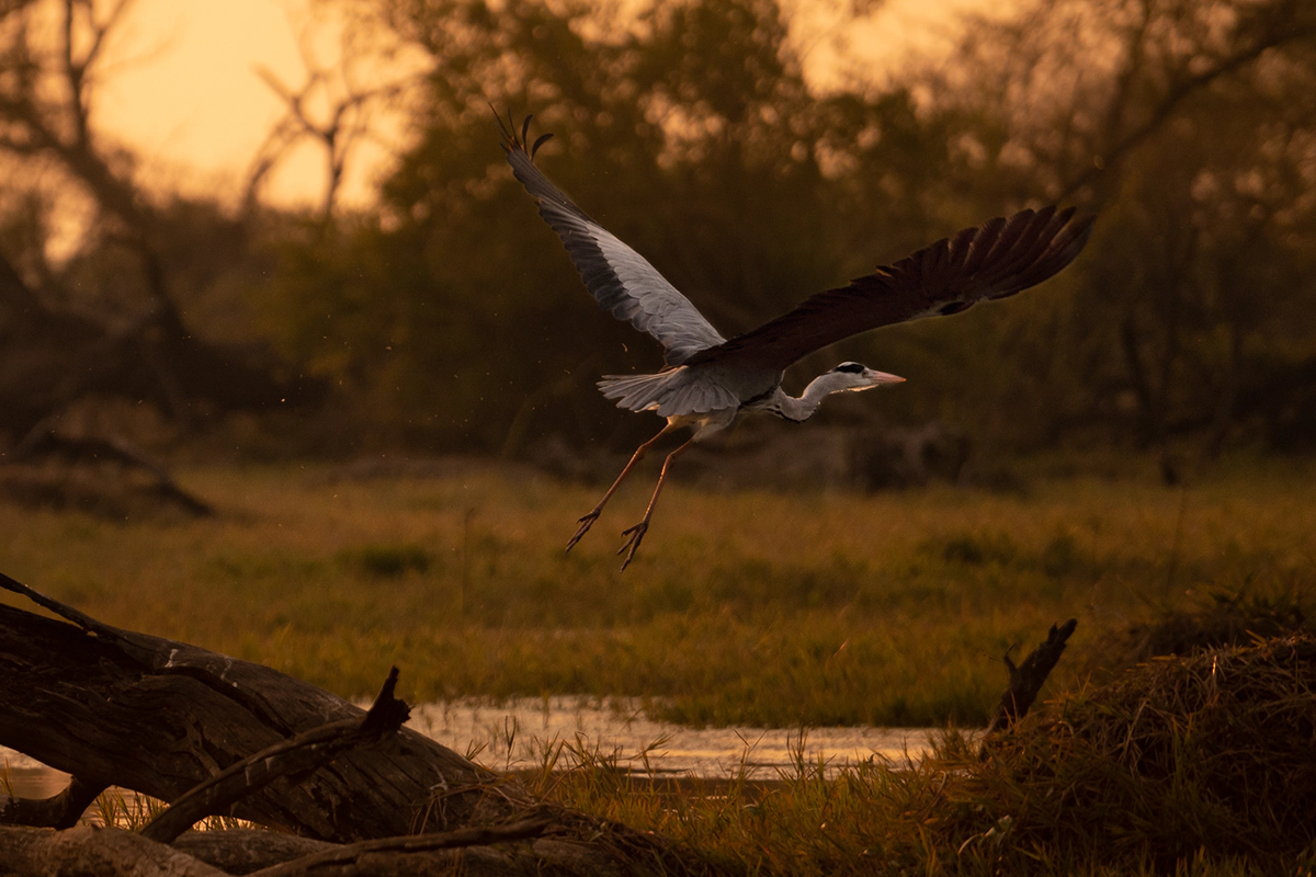 Birds, Keoladeo, Bharatpur, Rajasthan
