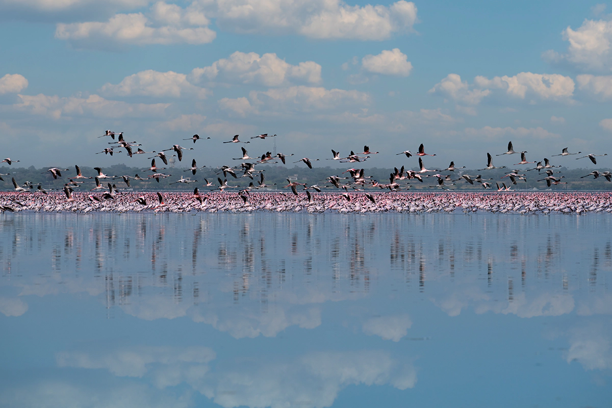 Flamingos, Sambhar Lake, Rajasthan